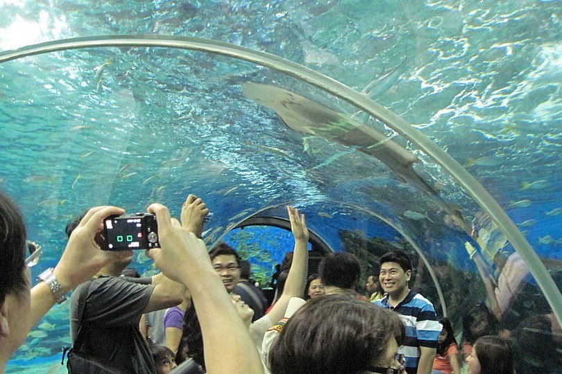 Colourful jellyfish floating inside illuminated aquarium tanks at Manila Ocean Park