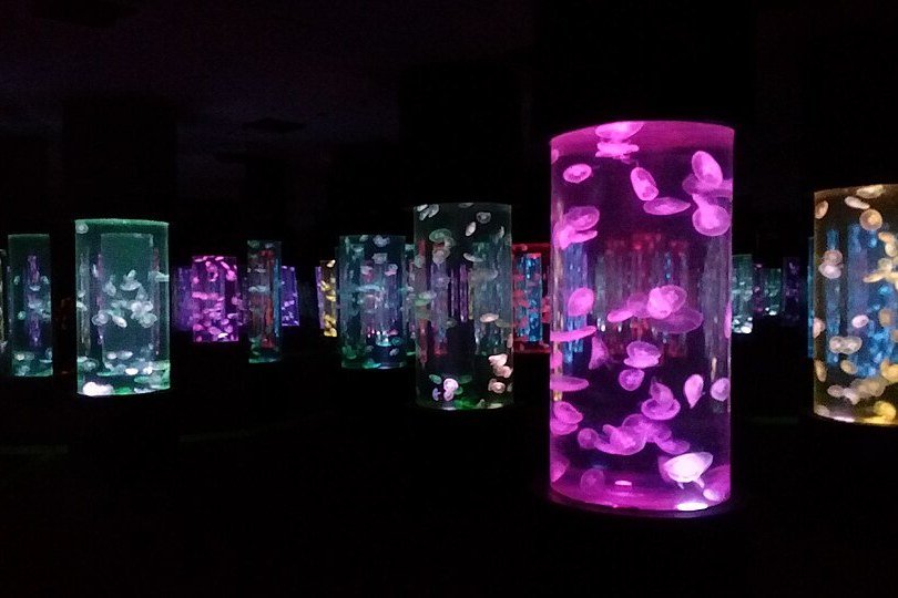 Colourful jellyfish floating inside illuminated aquarium tanks at Manila Ocean Park