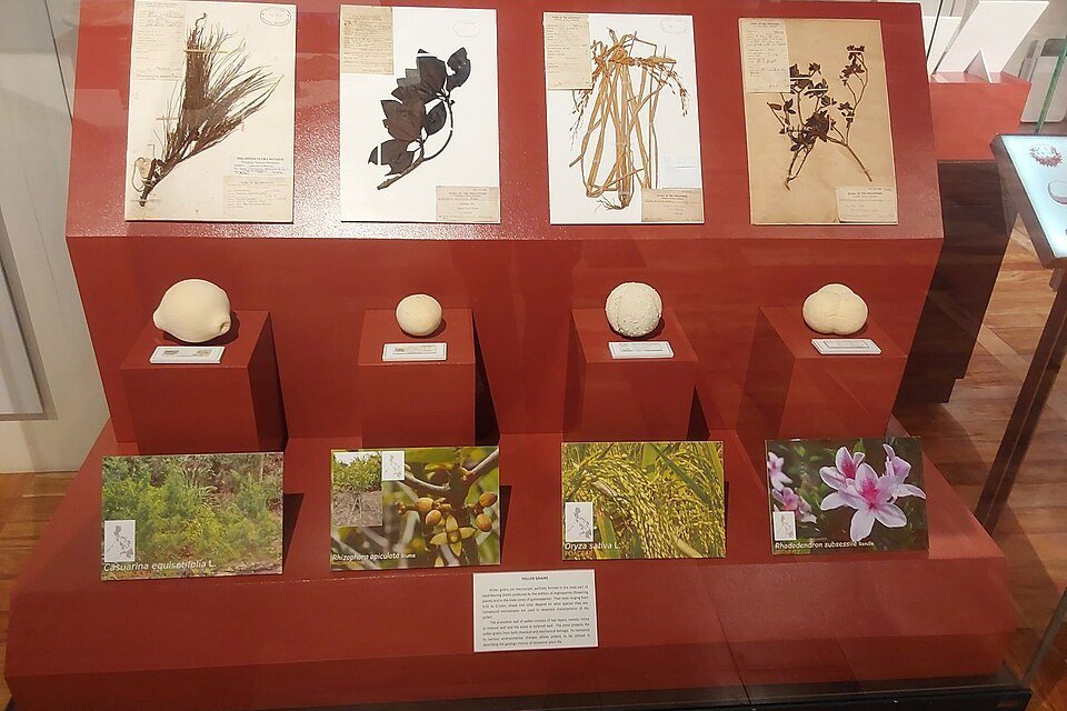 Botanical exhibition at the National Museum of Natural History in Manila, displaying preserved plants, seeds and photographs